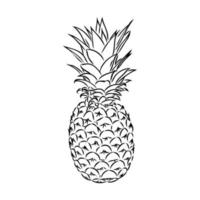 dibujo vectorial de piña vector