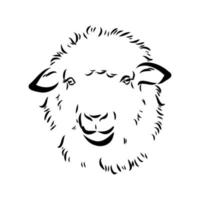 sheep vector sketch