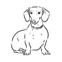 dachshund vector sketch