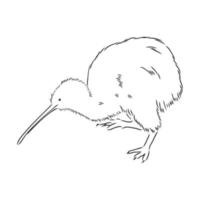 kiwi bird vector sketch