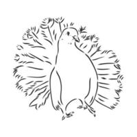 purebred pigeon vector sketch