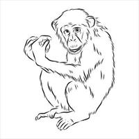 dibujo vectorial de chimpancé vector