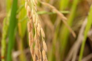 Selective focus on ear of rice in organic jasmine rice farm. photo