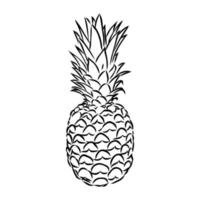 dibujo vectorial de piña vector