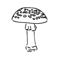 fly agaric vector sketch