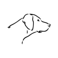 pointer dog vector sketch