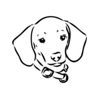 dachshund vector sketch