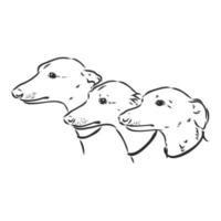 greyhound vector sketch