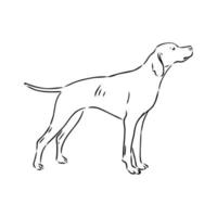 pointer dog vector sketch