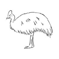 cassowary vector sketch