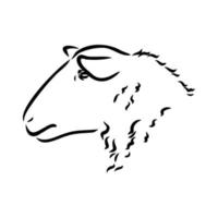 sheep vector sketch