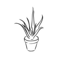 houseplant vector sketch