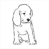 beagle dog vector sketch