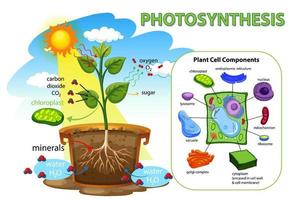 Diagram showing photosynthesis in plant vector