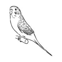 budgie vector sketch