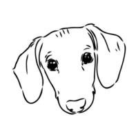 dachshund vector sketch