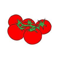 bosquejo del vector del tomate