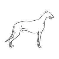 greyhound vector sketch