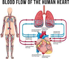 Diagram showing blood flow of human heart vector