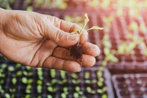 Close up farmer's hand holding microgreens sprouts in garden. photo