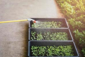 Farmer watering baby green sprouts in Nursery tray. photo