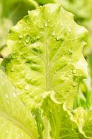 Close up of fresh green lettuce plant with water drop. photo