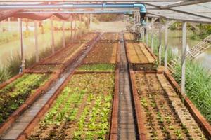 saltador de agua en la granja de vegetales orgánicos al aire libre, vegetales hidropónicos foto