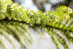 Drop of rain on a pine tree in the garden. photo