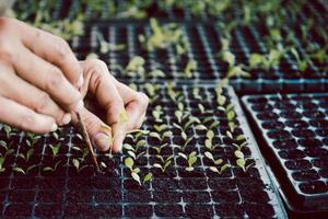 agricultura plantando brotes de vegetales jóvenes en bandeja de plántulas. foto