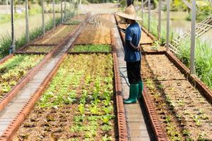 Man watering a growing vegetable with water hose in organic farm. photo