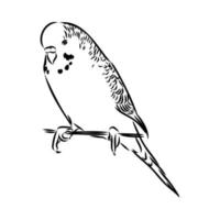 budgie vector sketch