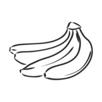 banana vector sketch