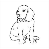 beagle dog vector sketch