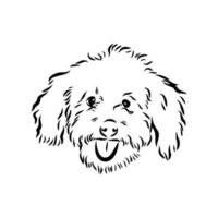 australian poodle vector sketch