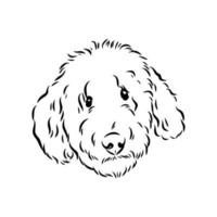 australian poodle vector sketch