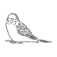 budgie vector sketch