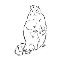 bosquejo del vector de la marmota