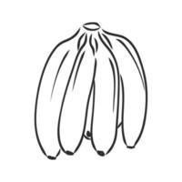 banana vector sketch