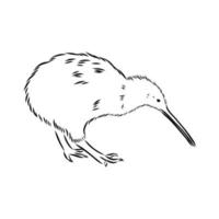 bosquejo del vector del pájaro del kiwi