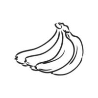 bosquejo del vector del plátano