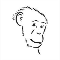 dibujo vectorial de chimpancé vector