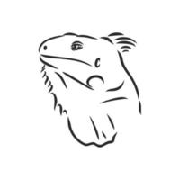 iguana vector sketch