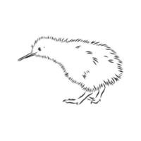 bosquejo del vector del pájaro del kiwi