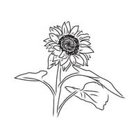 dibujo vectorial de semillas de girasol vector