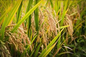 Rice field with golden ear of rice ready for harvest. photo