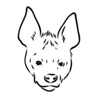 hyena vector sketch