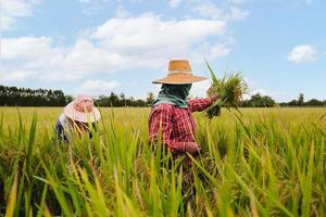 Two Asian farmers harvesting organic paddy rice in Thailand. photo