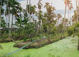 Betel palm tree along the field plantation with azolla in the water.