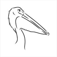 pelican vector sketch