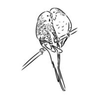 budgie vector sketch